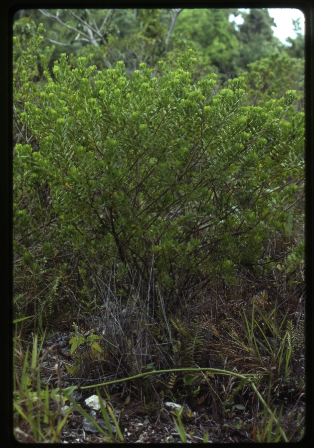 Baccharis dioica (broombush false willow)