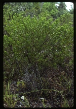 Baccharis dioica (broombush false willow)