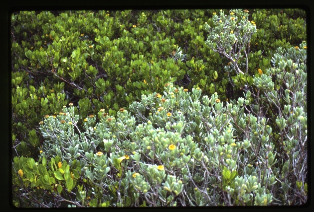 Borrichia arborescens (tree seaside oxeye)