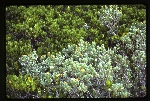 [1988-06] Borrichia arborescens (tree seaside oxeye)