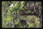 Coccothrinax miraguama var. arenicola