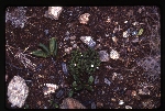 [2000-02] Heliotropium sp.