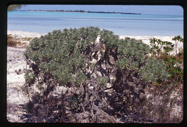 Argusia gnaphalodes (sea rosemary)