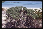 [1999-05] Argusia gnaphalodes (sea rosemary)