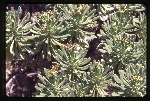 Argusia gnaphalodes (sea rosemary) -02