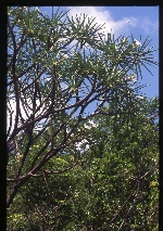 Plumeria alba (white frangipani)