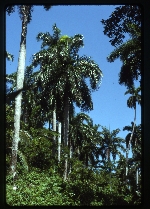 [1990-09] Roystonea regia (royal palm)