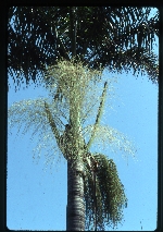 [1992-11] Roystonea princeps (morass royal palm) -03