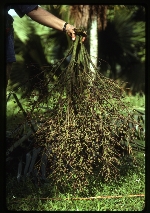 [1992-11] Roystonea altissima (mountain cabbage palm) -03
