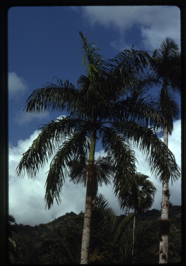 Roystonea altissima (mountain cabbage palm) -07