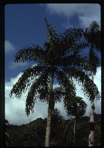 Roystonea altissima (mountain cabbage palm) -07