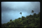 [1992-11] Roystonea altissima (mountain cabbage palm) -08