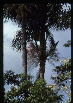 Roystonea altissima (mountain cabbage palm) -04