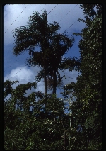 Roystonea altissima (mountain cabbage palm) -05