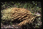 [1993-06] Roystonea borinquena (Puerto Rico royal palm) -06