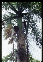 Roystonea borinquena (Puerto Rico royal palm) -10