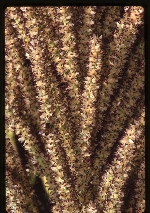 Roystonea borinquena (Puerto Rico royal palm) -07