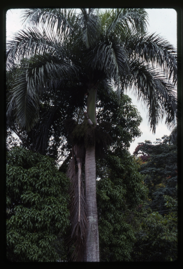 Roystonea borinquena (Puerto Rico royal palm) -08