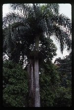 [1993-06] Roystonea borinquena (Puerto Rico royal palm) -08