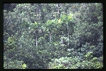 Roystonea borinquena (Puerto Rico royal palm) -13