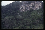 [1993-06] Roystonea borinquena (Puerto Rico royal palm) -14