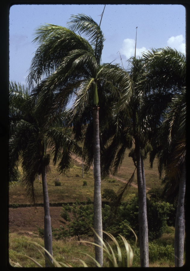 Roystonea borinquena (Puerto Rico royal palm) -15