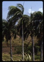 [1993-07] Roystonea borinquena (Puerto Rico royal palm) -15
