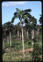 [1990-09] Roystonea maisiana -03