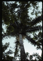 [2000-02] Roystonea maisiana -02
