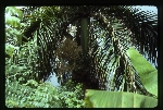 [1990-09] Roystonea lenis