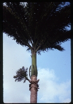 Roystonea oleracea (Venezuelan royal palm)