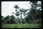 [1992-11] Roystonea princeps (morass royal palm) -06