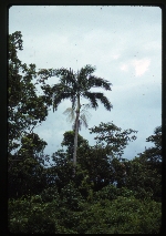 [1992-11] Roystonea princeps (morass royal palm)