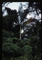 Roystonea princeps (morass royal palm) -02
