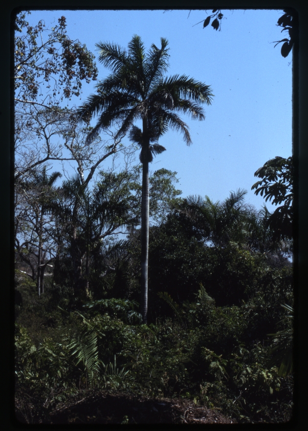 Roystonea regia var. hondurensis (royal palm) -02