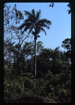 [1993-02] Roystonea regia var. hondurensis (royal palm) -02