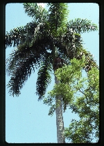 Roystonea regia (royal palm) -02