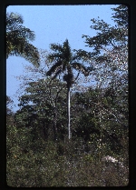 Roystonea regia var. hondurensis (royal palm) -03