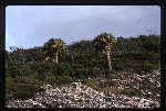 Sabal causiarum (Puerto Rico palmetto) -05