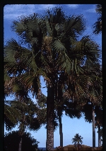 [1988-07] Sabal causiarum (Puerto Rico palmetto)