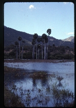[2000-02] Sabal domingensis (Hispaniolan palmetto)