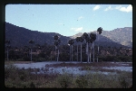 [2000-02] Sabal domingensis (Hispaniolan palmetto) -02