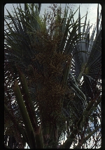 [1988-07] Sabal maritima (bull thatch palm)