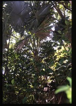 Coccothrinax barbadensis (Puerto Rico silver palm)