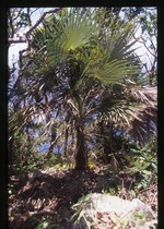 Coccothrinax barbadensis (Puerto Rico silver palm) -02