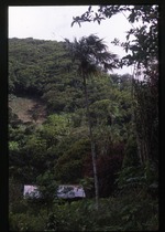 [2002-08] Coccothrinax barbadensis (Puerto Rico silver palm) -03