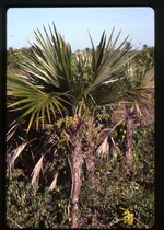 Coccothrinax readii (Mexican silver palm)
