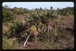 Coccothrinax readii (Mexican silver palm) -02