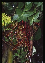 Prestoea acuminata var. montana (Sierran palm) -03