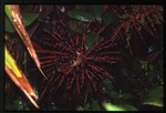 Prestoea acuminata var. montana (Sierran palm) -02
